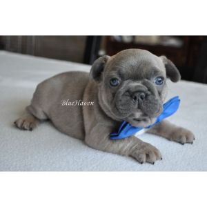 BlueHaven-French-Bulldogs