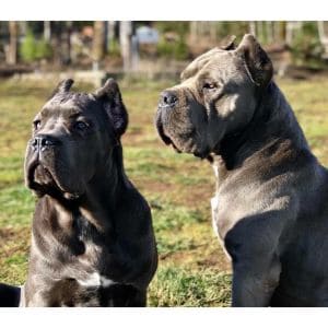 Bohemia-Cane-Corso