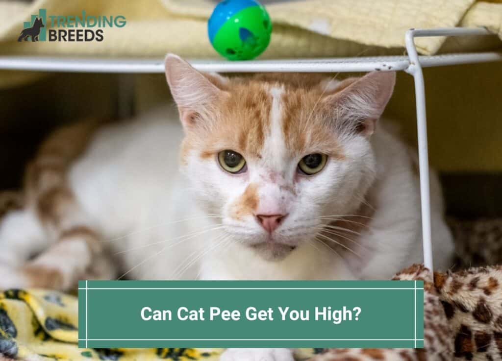 Can-Cat-Pee-Get-You-High-template