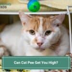 Can Cat Pee Get You High? (2023)