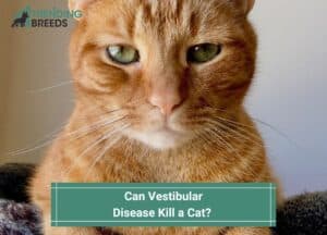 Can-Vestibular-Disease-Kill-a-Cat-template