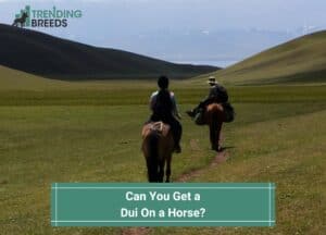 Can-You-Get-a-Dui-On-a-Horse-template