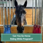 Can You Go Horse Riding While Pregnant? (2023)