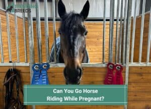 Can-You-Go-Horse-Riding-While-Pregnant-template