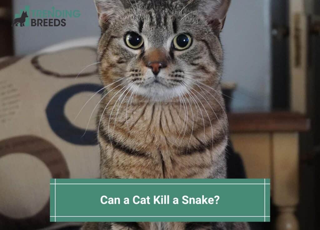Can-a-Cat-Kill-a-Snake-template