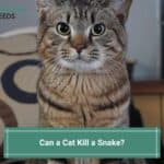 Can a Cat Kill a Snake? You'll Be Surprised! (2023)