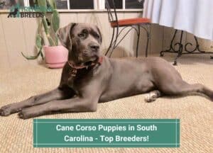 Cane-Corso-Puppies-in-South-Carolina-Top-Breeders-template
