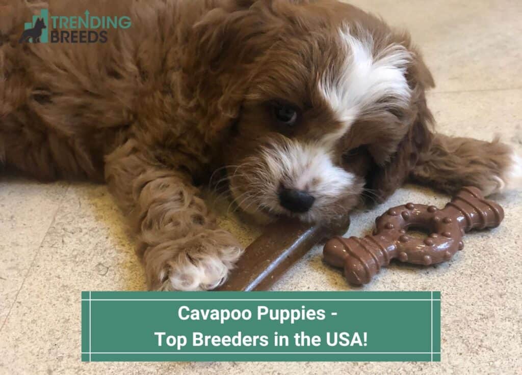 Cavapoo-Puppies-Top-Breeders-in-the-USA-template