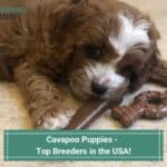 Cavapoo Puppies - Top 6 Breeders in the USA! (2023)