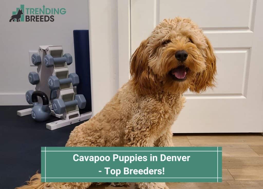 Cavapoo-Puppies-in-Denver-Top-Breeders-template
