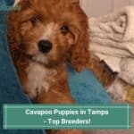 Cavapoo Puppies in Tampa - Top 4 Breeders! (2023)