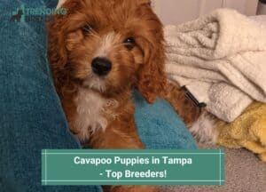 Cavapoo-Puppies-in-Tampa-Top-Breeders-template