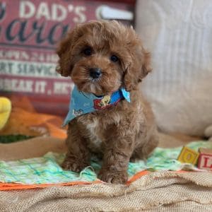 Cavapoo-R-US