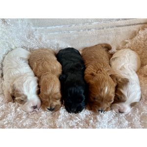 Cee-Cees-Puppy-Place