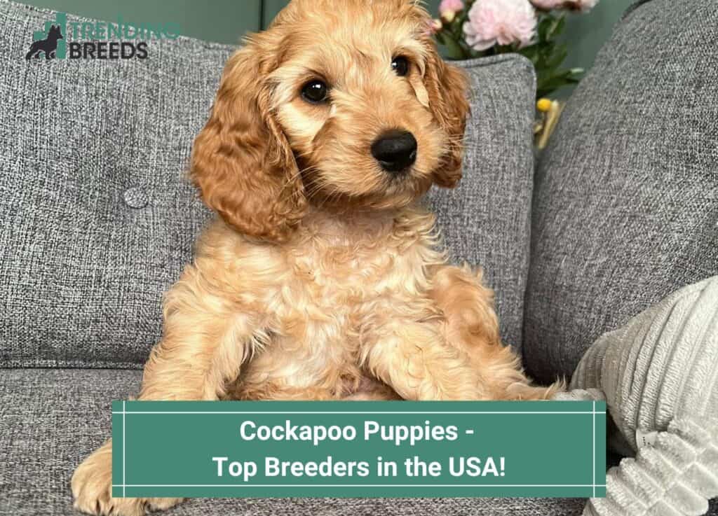 Cockapoo-Puppies-Top-Breeders-in-the-USA-template