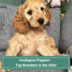 Cockapoo Puppies - Top 10 Breeders in the US! (2023)