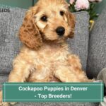 Cockapoo-Puppies-in-Denver-Top-Breeders-template