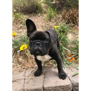 Conclusion-Best-French-Bulldog-Breeders-in-Los-Angeles