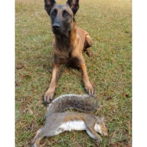 Conclusion-For-A-Guide-to-Hunting-Squirrels-With-Dogs-Easy-and-Fun