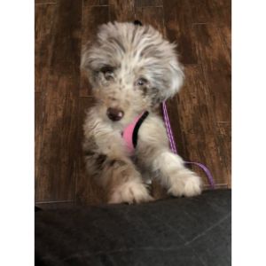 Conclusion-For-Aussiedoodle-Puppies-Top-Breeders-in-the-USA