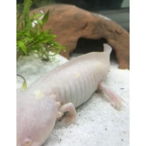 Conclusion-For-Axolotl-Shedding-What-To-Do-And-Why