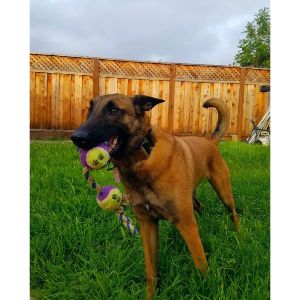 Conclusion-For-Belgian-Malinois-Puppies-Top-Breeders-in-the-USA