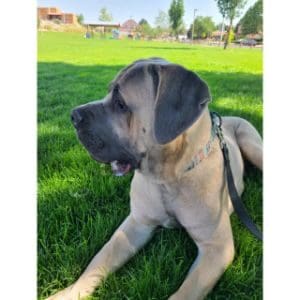 Conclusion-For-Best-Cane-Corso-Breeders-in-MainE