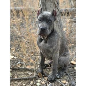Conclusion-For-Best-Cane-Corso-Breeders-in-Virginia