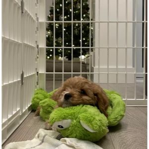 Conclusion-For-Best-Cavapoo-Breeders-in-Los-Angeles