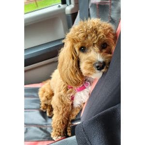 Conclusion-For-Best-Cavapoo-Breeders-in-San-Diego
