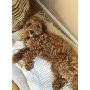 Conclusion-For-Best-Cockapoo-Breeders-in-Massachusetts