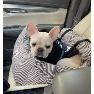 Conclusion-For-Best-French-Bulldog-Breeders-in-Connecticut