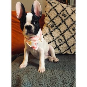 Conclusion-For-Best-French-Bulldog-Breeders-in-Kansas