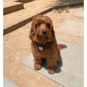 Conclusion-For-Cavapoo-Puppies-Top-6-Breeders-in-the-USA
