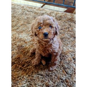 Conclusion-For-Cavapoo-Puppies-in-Tampa-Top-Breeders
