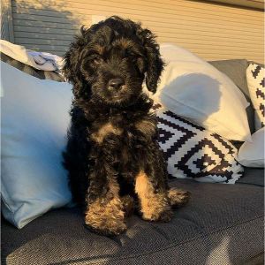 Conclusion-For-Cockapoo-Puppies-in-Denver-–-Top-Breeders