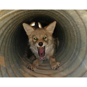 Conclusion-For-Coyote-Bite-Force-How-to-Measure-It-and-What-It-Means