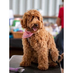Conclusion-For-Labradoodle-Puppies-Top-Breeders-in-the-USA