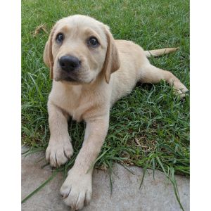 Conclusion-For-Labrador-Retriever-Puppies-–-Top-7-Breeders-in-the-USA