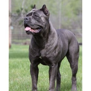 Conclusion-for-Cane-Corso-Puppies-in-South-Carolina-Top-Breeders