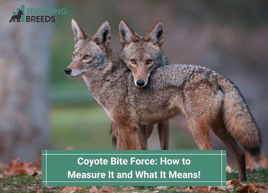 Coyote Bite Force: How to Measure It and What It Means! (2023)
