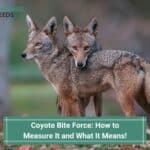 Coyote Bite Force: How to Measure It and What It Means! (2023)