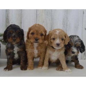Creekside-Puppy-Adoptions