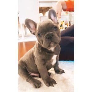 Crescent-City-Frenchies