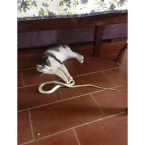 Do-Cats-Eat-Snakes