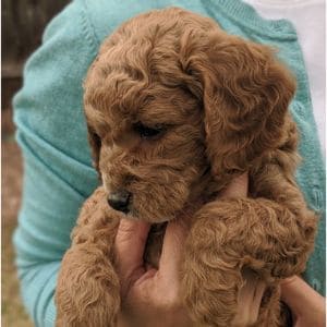 Dreaming-of-Doodles-Colorado