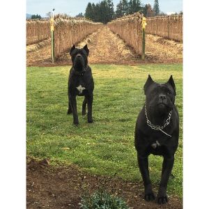 Elite-Cane-Corso