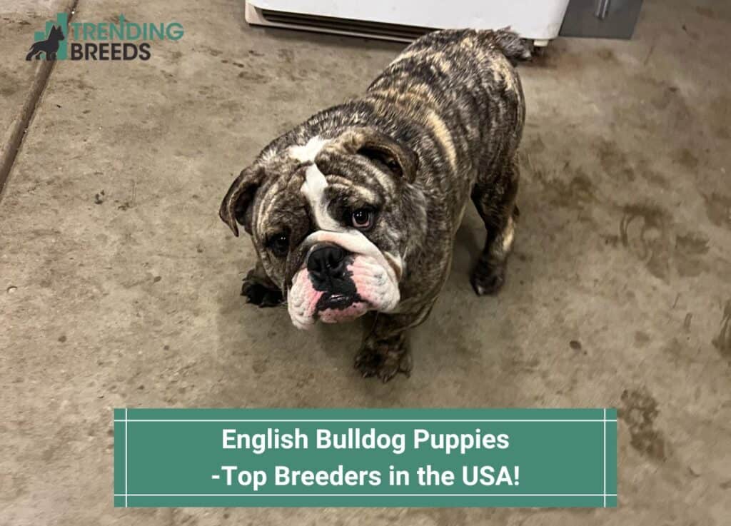 English-Bulldog-Puppies-–-Top-Breeders-in-the-USA-template