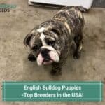 English Bulldog Puppies – Top 7 Breeders in the US! (2023)