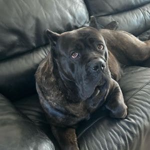 Epic-Cane-Corso